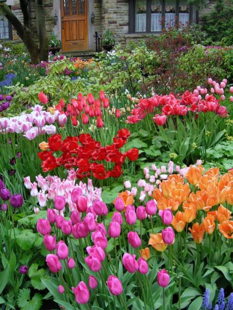 istock Residential garden with spring flowers 2204053272