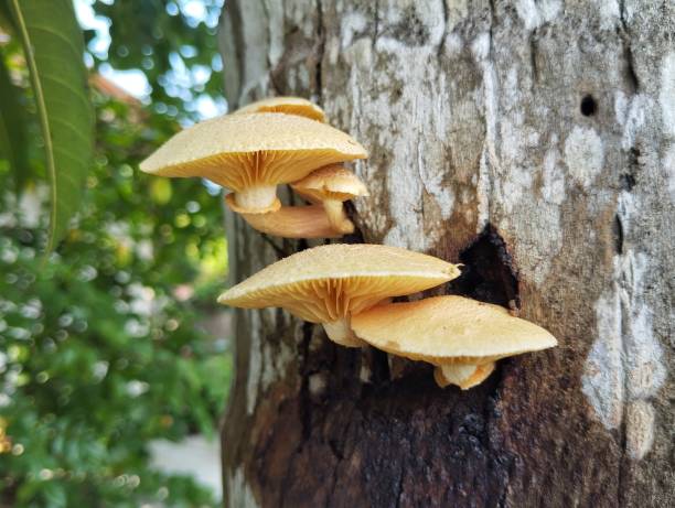 istock Laughing gym mushroom (Gymnopilus junonius) on old tree trunk 2204056261