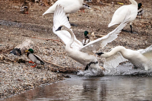 Two Trumpeter swans get into a territorial fight and cause a chaotic scene among the waterfowl on the beach