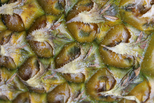 Close up view of texture pineapple outer skin