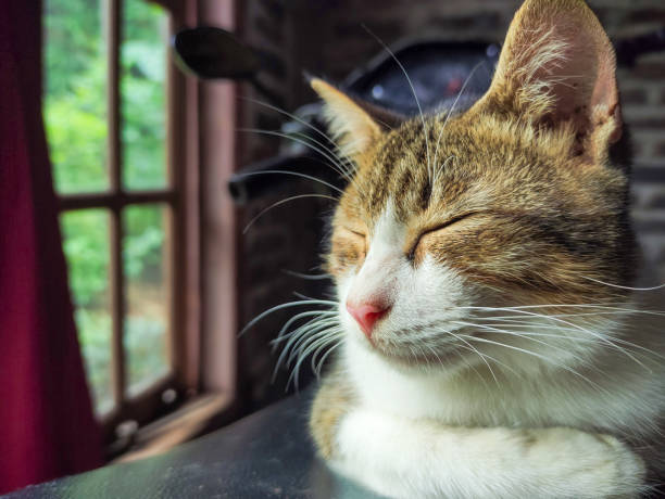 A serene cat enjoys a moment of relaxation by a window, basking in the soft natural light, with green foliage visible outside, emphasizing tranquility, comfort, and a connection with nature.