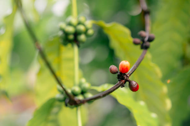 Red coffee beans bearing fruit during the rainy season