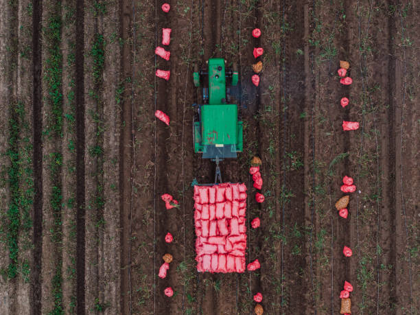 istock Harvesting Fresh Potatoes, Top View of Tractor 2204062794
