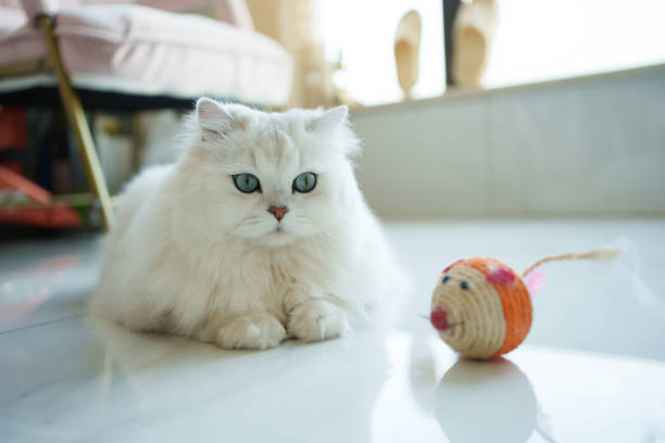 British longhair cat lying on the living room floor with its favorite owner slippers and cat teaser pet cat toy next to it
