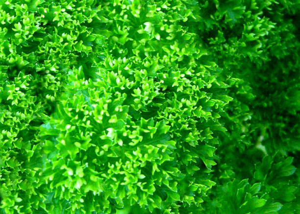 istock Petroselinum crispum or Parsley image 2204067123