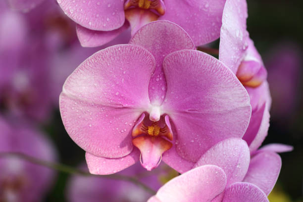 Beautiful pink orchid flower with drew drops