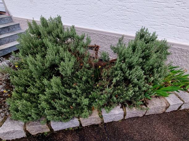 istock Rosemary bush, rosemary plant 2204071507