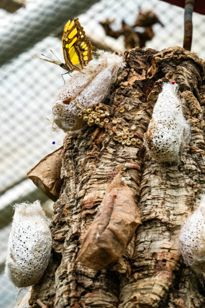Pupae of giant night butterfly in hand. Human and nature.