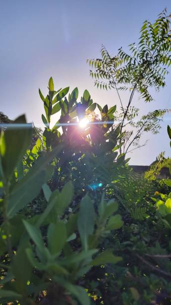 istock Sunlight Shining Through Lush Green Plant on Sunny Day 2204077334