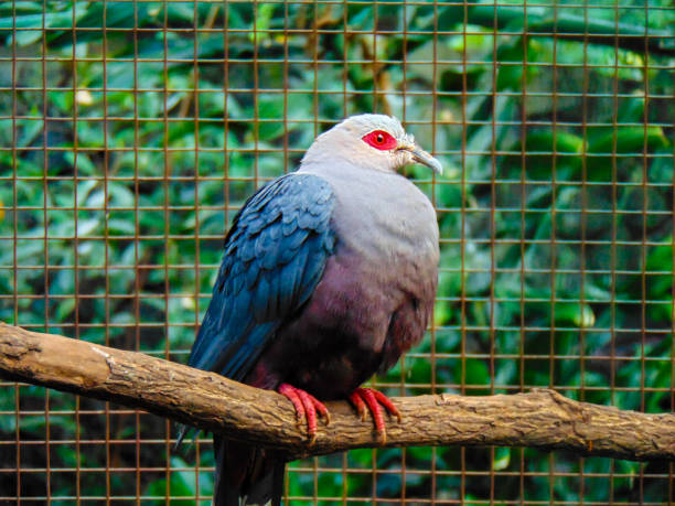 Side View Of Jambu Fruit Dove Perching On Tree