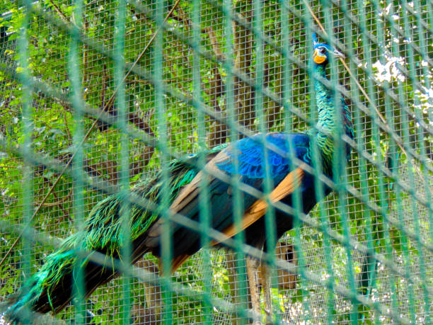 A peacock putting on a show.