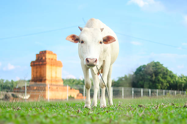 A white cow stands in a grassy field with an ancient orange brick structure in the background.
