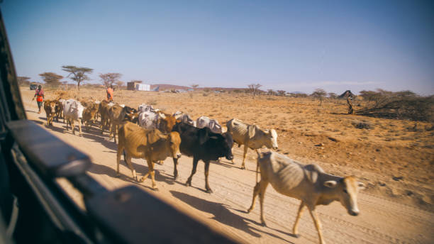 Young herder in bright attire guides mixed cattle herd along rural dirt road through Kenya's arid savanna landscape with scattered acacia trees.