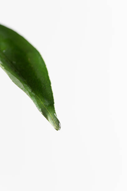 Drops of water dripping from leaves