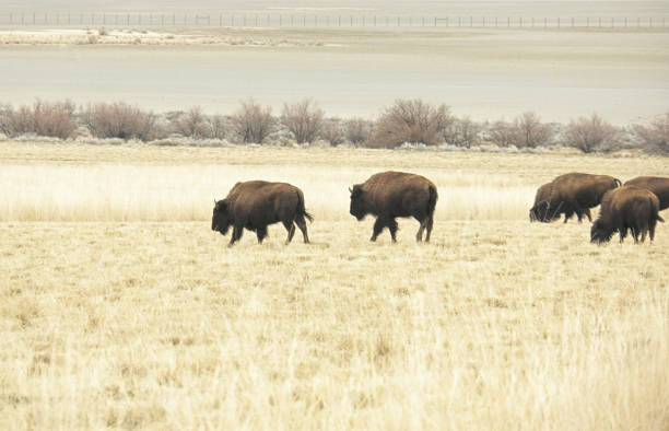 A herd of bison is captured grazing in a dry, grassy field. The bison, with their dark brown coats, stand out against the pale, golden tones of the grass. In the background, a large body of water, possibly a salt flat or lake, stretches towards the horizon. The landscape is vast and open, with low-lying vegetation and a sense of quiet solitude. The image conveys the natural beauty and ruggedness of the wild environment, highlighting the bison's natural habitat.