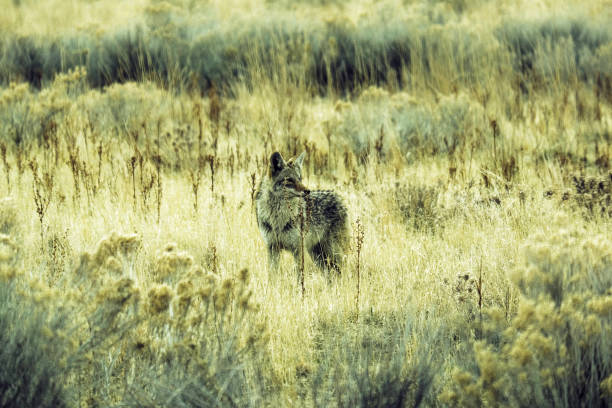 A lone coyote stands amidst the golden grasses of the open prairie, blending seamlessly with its surroundings. With keen eyes and alert ears, it surveys the landscape, embodying the untamed spirit of the wilderness. The soft hues of the dry vegetation and muted sagebrush create a tranquil yet mysterious atmosphere, capturing the quiet resilience of nature’s elusive hunter.