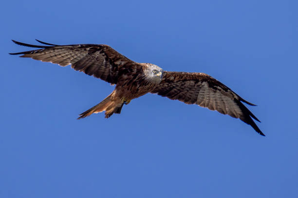 istock Percing look of the red kite 2204090228