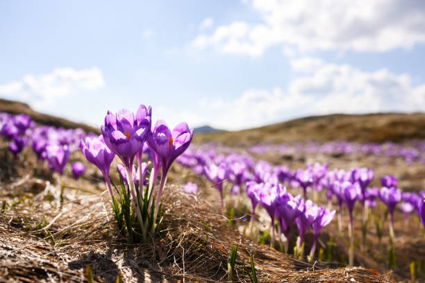 istock Purple crocus flowers blossoming in the highlands 2204093486