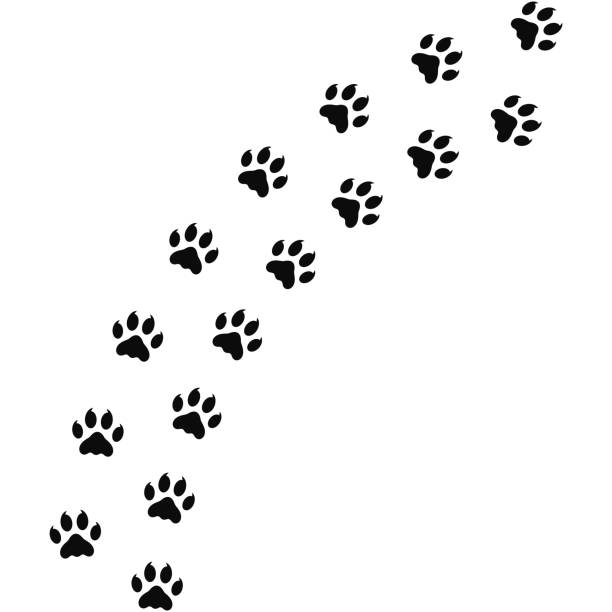 istock Wild animal paw prints silhouette. Lion paw prints vector 2204095265