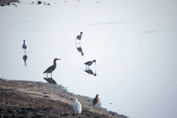 Water birds in a lake shore during sunrise