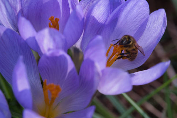 Krokusblüte mit einer Biene