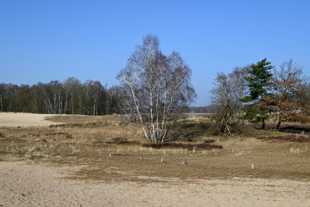istock Ice Age Moorland with Dunes and Erica 2204100130