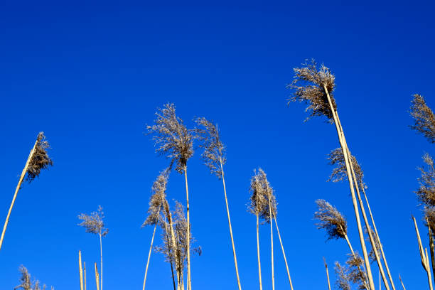 Agriculutural crop in front of blue sky, Hamburg, Germany
