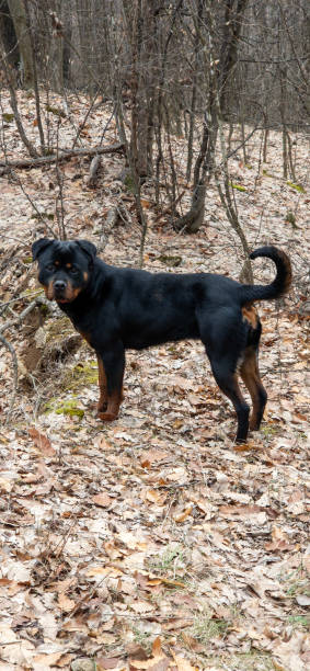 istock Strong Rottweiler Dog Standing in Autumn Forest 2204102740