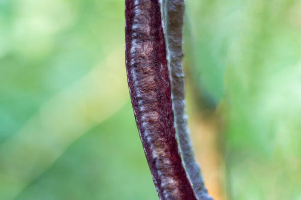 The winged bean Psophocarpus tetragonolobus, or goa bean, is a tropical legume with four winged pods. Green, trifoliate leaves similar to those of other legumes