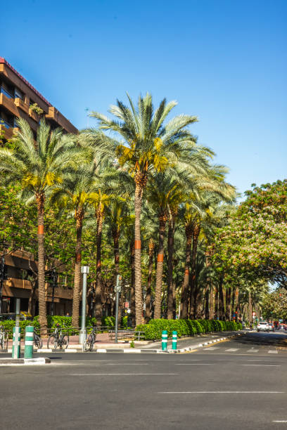 istock Street and Palm Trees in Valencia 2204104588