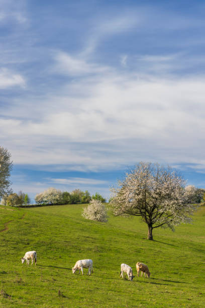 Cows in a green field on a sunny day