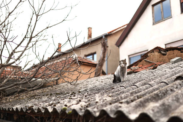Stray cat walking on the top of the wooden house