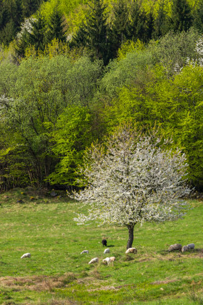 istock Sheep and goat herd in Polana mountains, Slovakia 2204104885