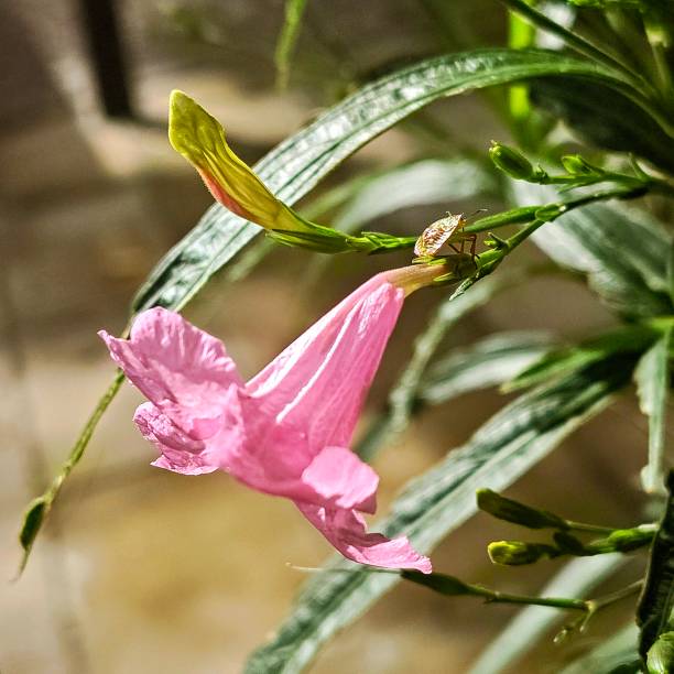 Flower and insect