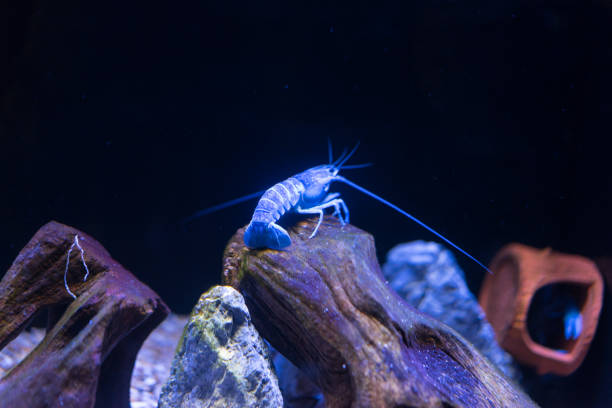 istock Blue Devil Shrimp at Shanghai Ocean Aquarium 2204108057