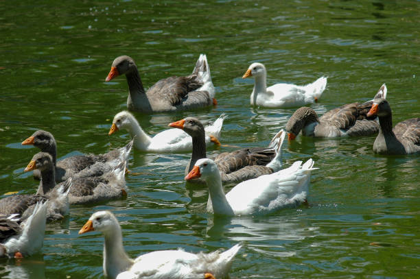 White and gray geese group swimming in a pond