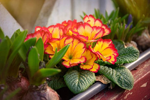 Blooming spring flowers. Pink primroses in the flowerpot. Easter flower arrangement