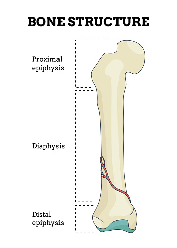 Good Bone Structure Examples Bone Structure Biology Educational Poster Design Scheme Of Human Bone ...