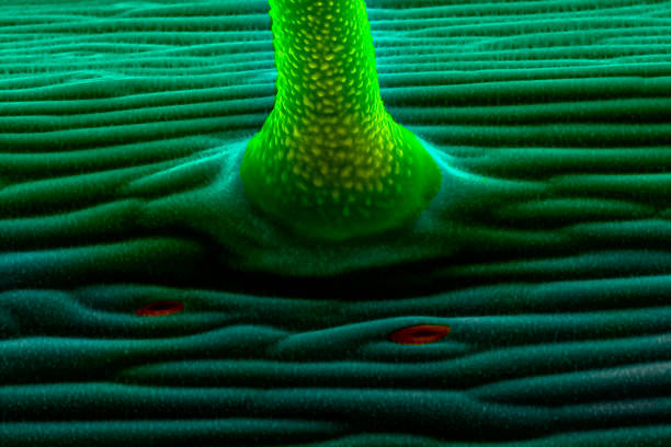 Thale cress (Arabidopsis thaliana) stem epidermis with  hairs, and stomata. Scanning electron microscopy.