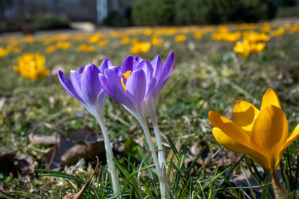 Purple and yellow crocuses bloom in a sunlit field, symbolizing the arrival of spring.