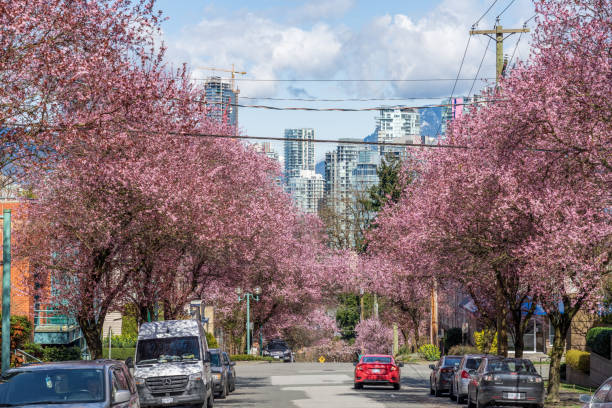 Cherry blossom full bloom in Vancouver City Fairview district West 7th Avenue. Vancouver, BC, Canada.