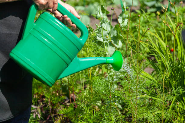 istock Watering Green Plants with a Watering Can on a Garden Plot 2204117446