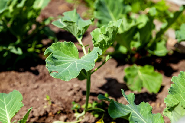 Young sprout of white cabbage in the garden. Ideal for gardening and farming content.