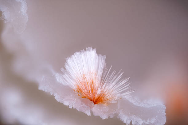 Ferrierite Mg crystals. Specimen from Ramada, Odivelas, Oeiras, Portugal. Micro photography extreme close-up. microscope mineral crystal photography for Scientific use