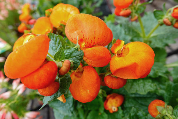 A cluster of vibrant orange calceolaria flowers in full bloom, creating a visually striking display.