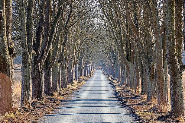 Narrow avenue with rows of old lime trees on each side, traditional planting to protect from wind and sun on a historic country road in North Germany, copy space, selected focus, narrow depth of field