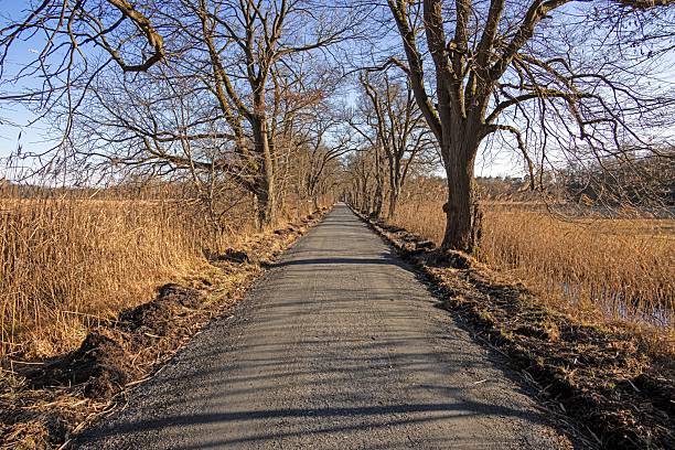 istock Tree lined road creating a natural tunnel in Moenchbruch natural reserve 2204118854