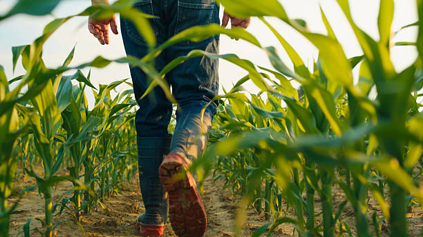 istock Low Section of Farmer Walking through Cornfield 2204121614