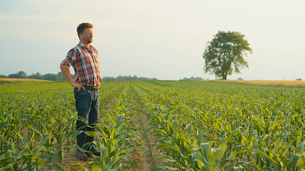 istock Mature Farmer Surveying Cornfield 2204121621