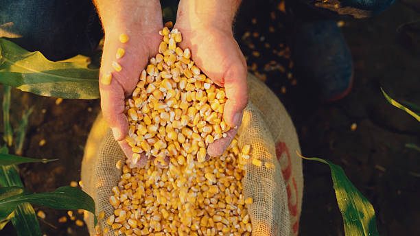 istock Farmer Filling Sack with Golden Corn Kernels Amidst Crops 2204121636